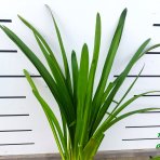 Kalokvet biely (Agapanthus umbellatus) ´ALBUS´ - výška 60-70 cm, kont. C3L